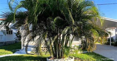 how to water areca palm